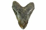 Serrated, Fossil Megalodon Tooth - Colorful Enamel #140723-2